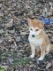 Shiba Inu Puppies for sale in Columbus, OH 43223, USA. price: $800