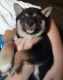 Shiba Inu Puppies for sale in Monroe, MI, USA. price: $1,000