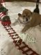 Shiba Inu Puppies for sale in Chicago, IL, USA. price: $800