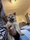 Shiba Inu Puppies for sale in Newport, TN 37821, USA. price: $700