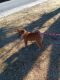 Shiba Inu Puppies for sale in Colorado Springs, CO 80922, USA. price: $2,000