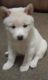 Shiba Inu Puppies for sale in Monroe, MI, USA. price: $2,000