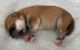 Shiba Inu Puppies for sale in Elizabeth, CO 80107, USA. price: $1,750