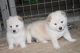Shiba Inu Puppies for sale in 177 Marine Ln, Maynardville, TN 37807, USA. price: $950