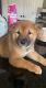 Shiba Inu Puppies for sale in Denver, CO, USA. price: $1,500