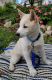 Shiba Inu Puppies for sale in Newaygo, MI 49337, USA. price: $65,000