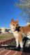 Shiba Inu Puppies for sale in Boulder, CO, USA. price: $1,300