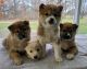 Shiba Inu Puppies for sale in Newaygo, MI 49337, USA. price: $500