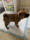 Shiba Inu Puppies for sale in Midlothian, IL 60445, USA. price: $500