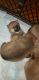 Shiba Inu Puppies for sale in Dixon, IL 61021, USA. price: $2,000
