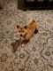 Shiba Inu Puppies for sale in Colorado Springs, CO, USA. price: $2,500