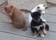 Shiba Inu Puppies for sale in Fox River Grove, IL, USA. price: $750