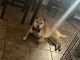 Shiba Inu Puppies for sale in 1101 Forestwood Ct, Smyrna, TN 37167, USA. price: $500