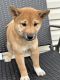 Shiba Inu Puppies for sale in Queens, NY, USA. price: $1,000