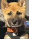 Shiba Inu Puppies for sale in New York, NY, USA. price: $1,000