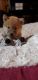 Shiba Inu Puppies for sale in Hubbard, OH 44425, USA. price: $800