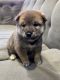 Shiba Inu Puppies for sale in New York, NY, USA. price: $2,000