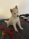 Shiba Inu Puppies for sale in New York, NY, USA. price: $500