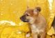 Shiba Inu Puppies for sale in Orlando, FL, USA. price: $700