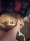 Shiba Inu Puppies for sale in NEW PRT RCHY, FL 34653, USA. price: $4,200