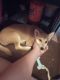 Shiba Inu Puppies for sale in NEW PRT RCHY, FL 34653, USA. price: $4,500