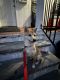 Shiba Inu Puppies for sale in 40-53 Warren St, Queens, NY 11373, USA. price: $300