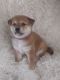 Shiba Inu Puppies for sale in Kent, OH, USA. price: $1,200