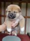 Shiba Inu Puppies for sale in Lexington, TN 38351, USA. price: $500