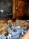 Shiba Inu Puppies for sale in Colorado Springs, CO, USA. price: $1,000