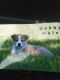 Shiba Inu Puppies for sale in Farwell, MI 48622, USA. price: $300