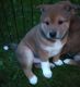 Shiba Inu Puppies for sale in Monroe, MI, USA. price: $900