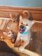 Shiba Inu Puppies for sale in Hubbard, OH 44425, USA. price: $400