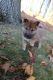 Shiba Inu Puppies for sale in Rushville, NY 14544, USA. price: $500
