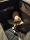 Shiba Inu Puppies for sale in Fairview Heights, IL 62208, USA. price: $100,000