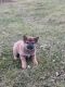 Shiba Inu Puppies for sale in 4520 NY-89, Seneca Falls, NY 13148, USA. price: $900
