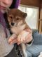 Shiba Inu Puppies for sale in Nashville, MI 49073, USA. price: $1,500