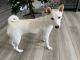 Shiba Inu Puppies for sale in Round Rock, Texas. price: $2,500