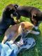 Shiba Inu Puppies for sale in Columbus, Ohio. price: $400
