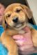 Shiba Inu Puppies for sale in Fort Worth, TX, USA. price: $500