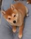 Shiba Inu Puppies for sale in Poughkeepsie, New York. price: $650