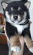 Shiba Inu Puppies for sale in Monroe, MI, USA. price: $1,000