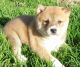 Shiba Inu Puppies for sale in Tallahassee, FL, USA. price: NA