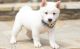 Shiba Inu Puppies for sale in Tucson, AZ, USA. price: NA