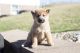 Shiba Inu Puppies for sale in CA-111, Niland, CA 92257, USA. price: NA