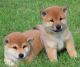 Shiba Inu Puppies for sale in Nashville, TN 37246, USA. price: $500