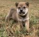 Shiba Inu Puppies for sale in Somerville, TN 38068, USA. price: $1,300