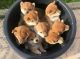 Shiba Inu Puppies for sale in Tennessee City, TN 37055, USA. price: NA