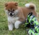 Shiba Inu Puppies for sale in Knoxville, TN, USA. price: $500