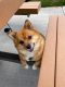 Shiba Inu Puppies for sale in Colorado Springs, CO, USA. price: $500