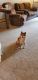 Shiba Inu Puppies for sale in Colorado Springs, CO, USA. price: $1,900